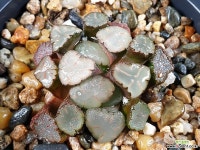 천조 46-7 - 엑스플랜트