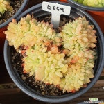 레이첼철화 - 엑스플랜트