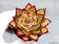 엣지라인 27-465 - 엑스플랜트