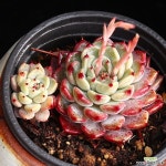 사라보니자라고사 4 - 엑스플랜트