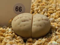 루쉬오름 66 - 엑스플랜트