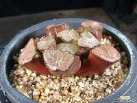 대경만상(중대묘) 49-29 - 엑스플랜트