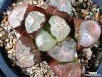 대경만상(중대묘) 49-29 - 엑스플랜트