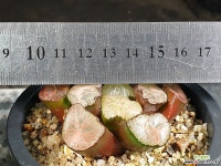 대경만상(중대묘) 49-29 - 엑스플랜트