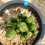 9 미니부다템플( 배송시 잎장 분리될수 있어요) : 다육식물 - 엑스플랜트