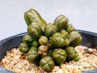 미니부타템플 29-5 : 다육식물 - 엑스플랜트