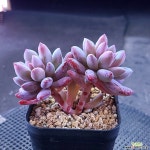 라쿰비너스2789 - 엑스플랜트