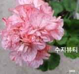 수지뷰티+링고2천(제라늄2개) : 관엽식물 - 엑스플랜트