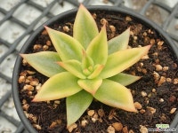 적성 금(복륜금)_p28 - 엑스플랜트