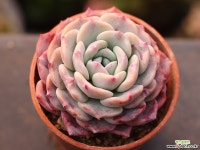 라피네 C0512 - 엑스플랜트