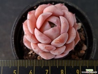 어메이징그레이스5681 - 엑스플랜트