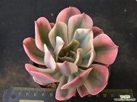 임브리카타금왕목대5774 - 엑스플랜트