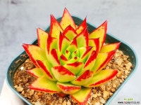 립스틱 31-147 : 다육식물 - 엑스플랜트