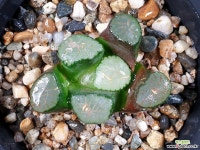 대경만상 51-2 : 하월시아 - 엑스플랜트