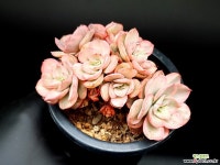 수연금 32-143 - 엑스플랜트