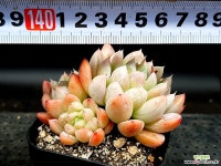 얼음공주(대) 32-281 - 엑스플랜트