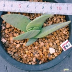 신도 - 엑스플랜트