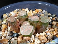 대경만상 54-29 - 엑스플랜트