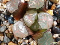 대경만상 54-29 - 엑스플랜트