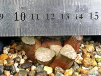 대경만상 54-29 - 엑스플랜트