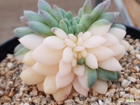 먼로금철화 585 - 엑스플랜트