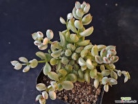 펜덴스금5967 - 엑스플랜트