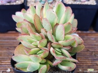 렉스금 - 엑스플랜트