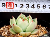 달맞이 33-98 - 엑스플랜트