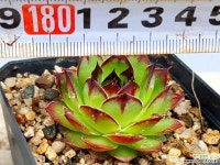 스트로베리필즈바위솔 34-251 - 엑스플랜트