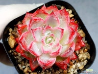 블랙스완 34-327 - 엑스플랜트