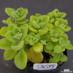 장미허브0325-265 : 다육식물 - 엑스플랜트