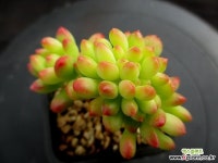 팔천대 철화 3-726 - 엑스플랜트