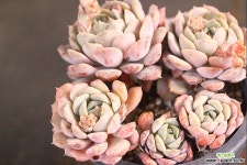 네오클라라 군생 (SZ2833) - 엑스플랜트