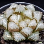 대창수정진주 0328-36 : 하월시아 - 엑스플랜트 대창수정진주  0328-36 : 하월시아 - 엑스플랜트