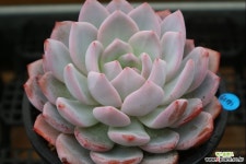 일본성영(중품)6171 - 엑스플랜트