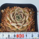 모히칸2473 - 엑스플랜트