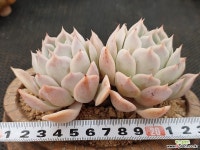 조셀린군생 - 엑스플랜트