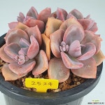 짚시2524 - 엑스플랜트