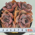 짚시2524 - 엑스플랜트