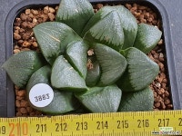 환엽)흑기 103-3883 - 엑스플랜트