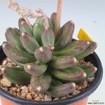 천대전송2555 : 다육식물 - 엑스플랜트