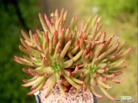 파키포리아(특가) - 엑스플랜트