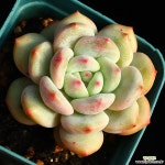 아리엘 1 - 엑스플랜트