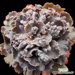 네뷸라 나이배기 자구 - 주성농원 (Echeveria cv. Nebula, offset) - 엑스플랜트