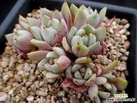 여로 3-820 - 엑스플랜트