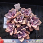 짚시364 - 엑스플랜트