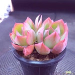 네온라이트3397 - 엑스플랜트