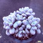 문스톤,중품3404 - 엑스플랜트