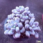 문스톤,중품3404 - 엑스플랜트