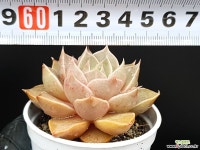 신비로즈 39-111 - 엑스플랜트